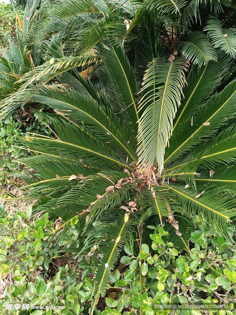 茂盛的扇叶植物