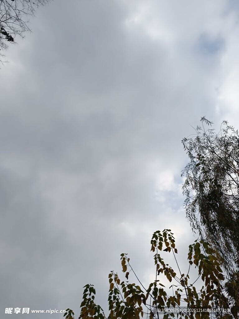 阴天下的树梢景象