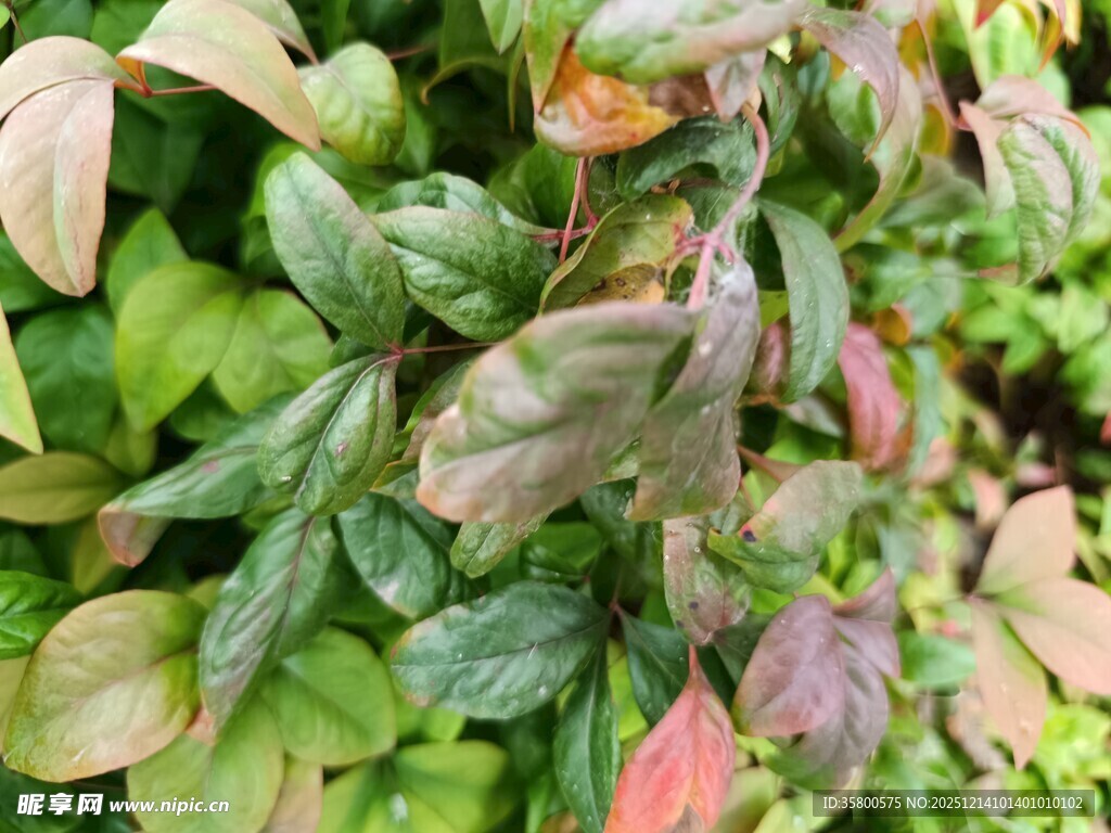 多彩叶片的绿植特写