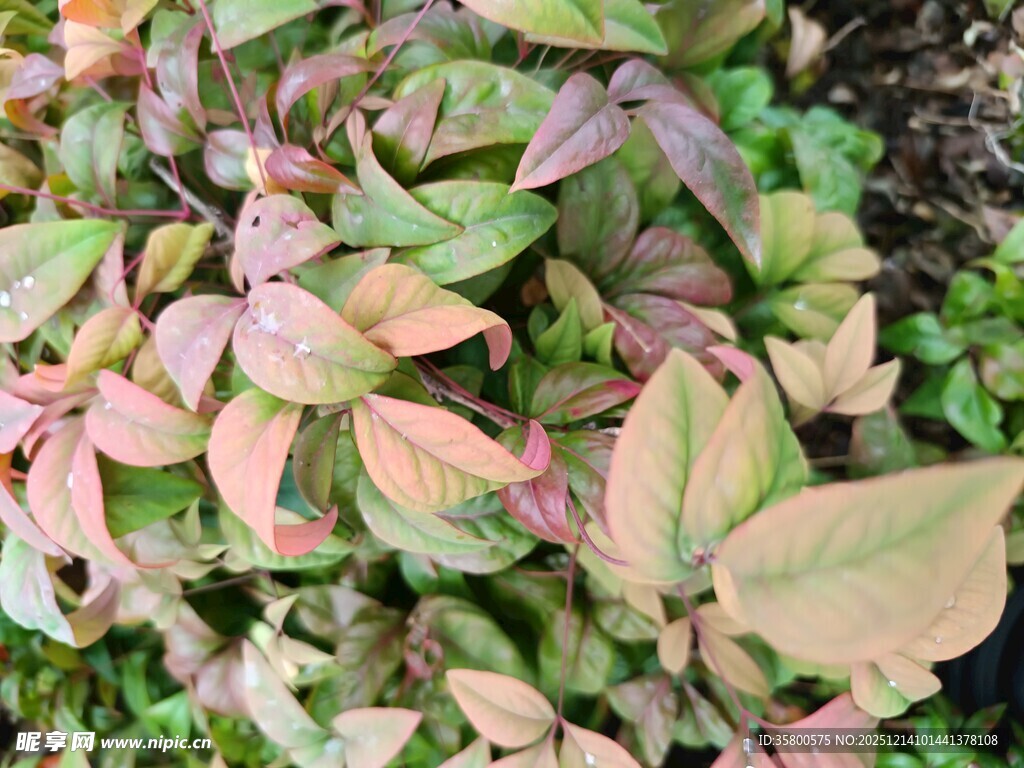 多彩斑斓的观叶植物