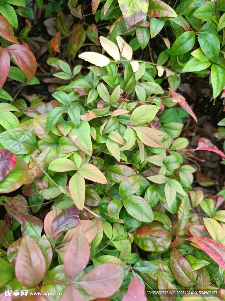 多彩叶片的植物景观