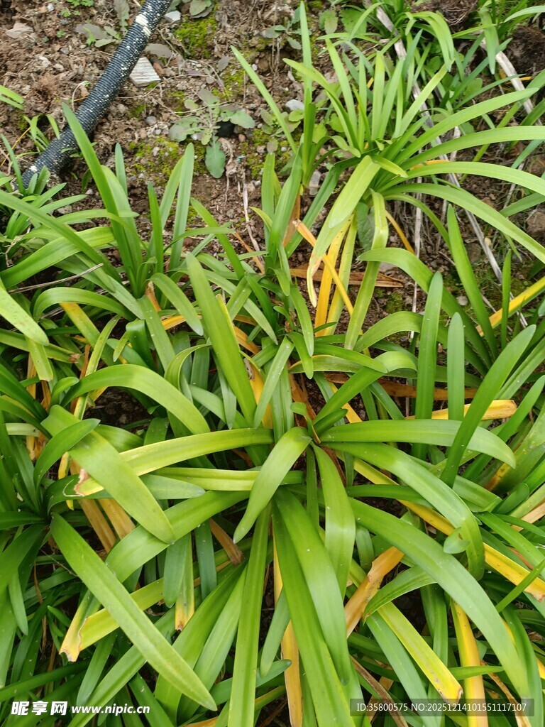 翠绿细长叶片的丛生植物