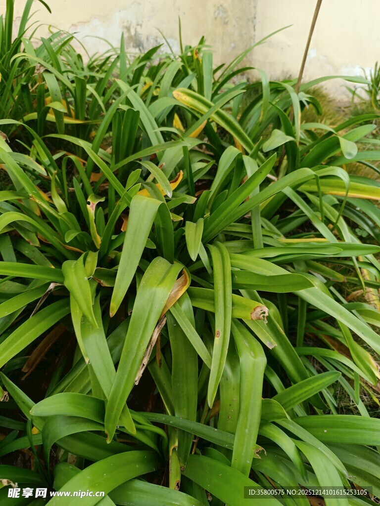 翠绿繁茂的兰草植物