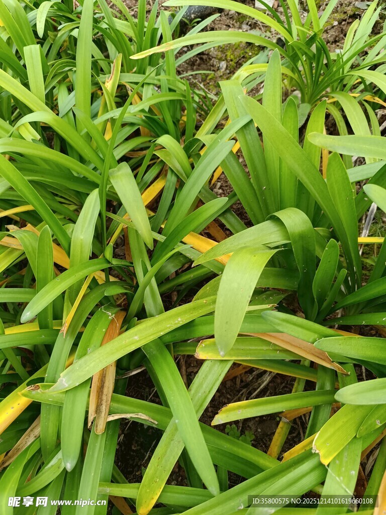 翠绿带黄斑的植物叶片