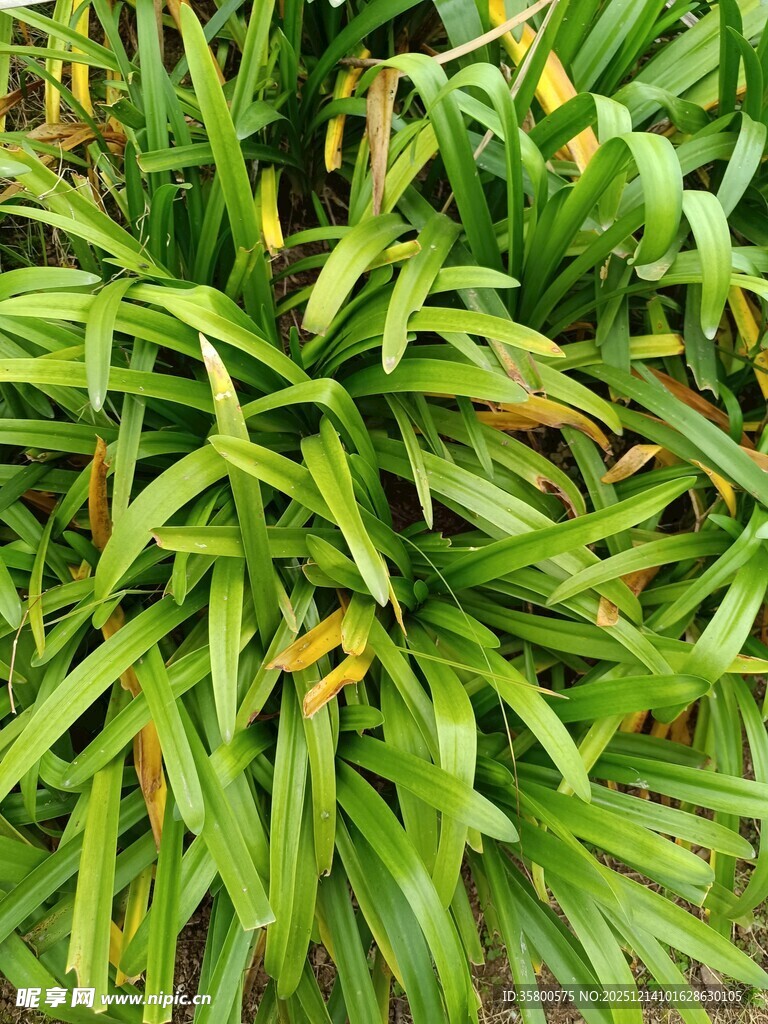 翠绿繁茂的植物叶片