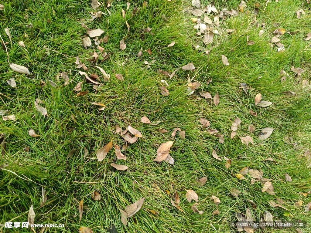 草地上散落的枯叶