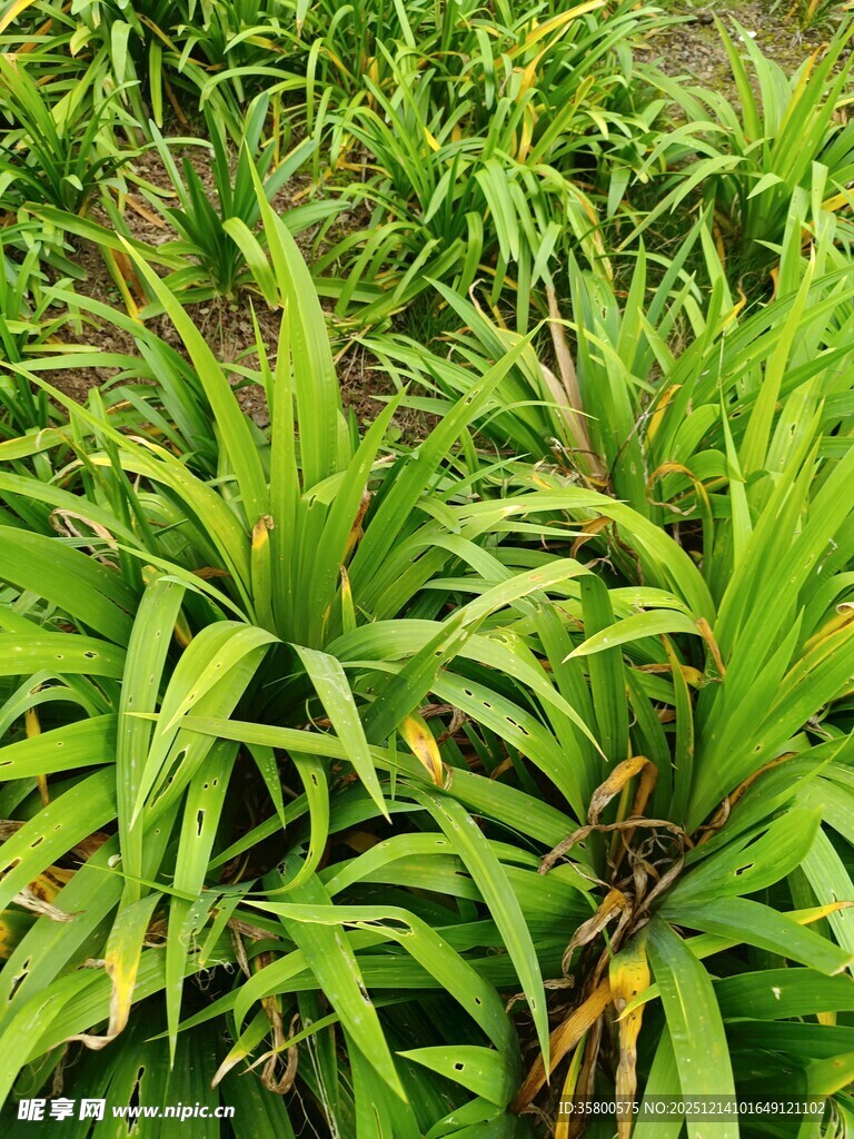 翠绿繁茂的热带植物景观