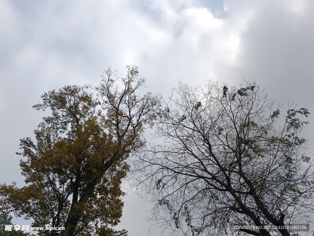 秋日树梢与阴沉天空