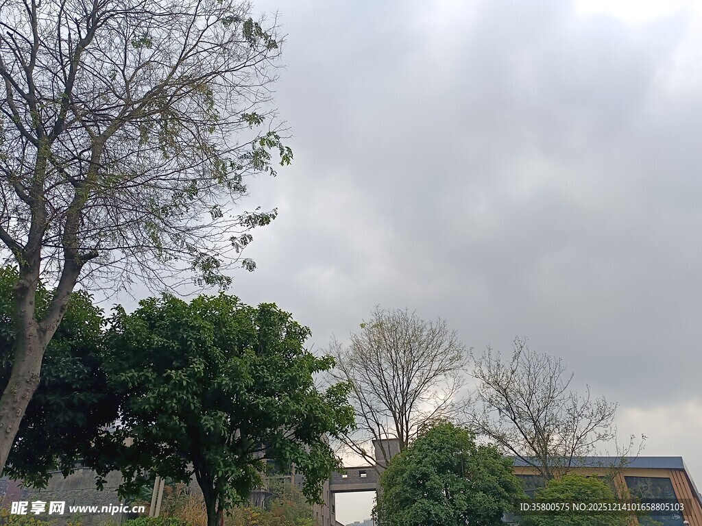 阴天中的树木与建筑景观