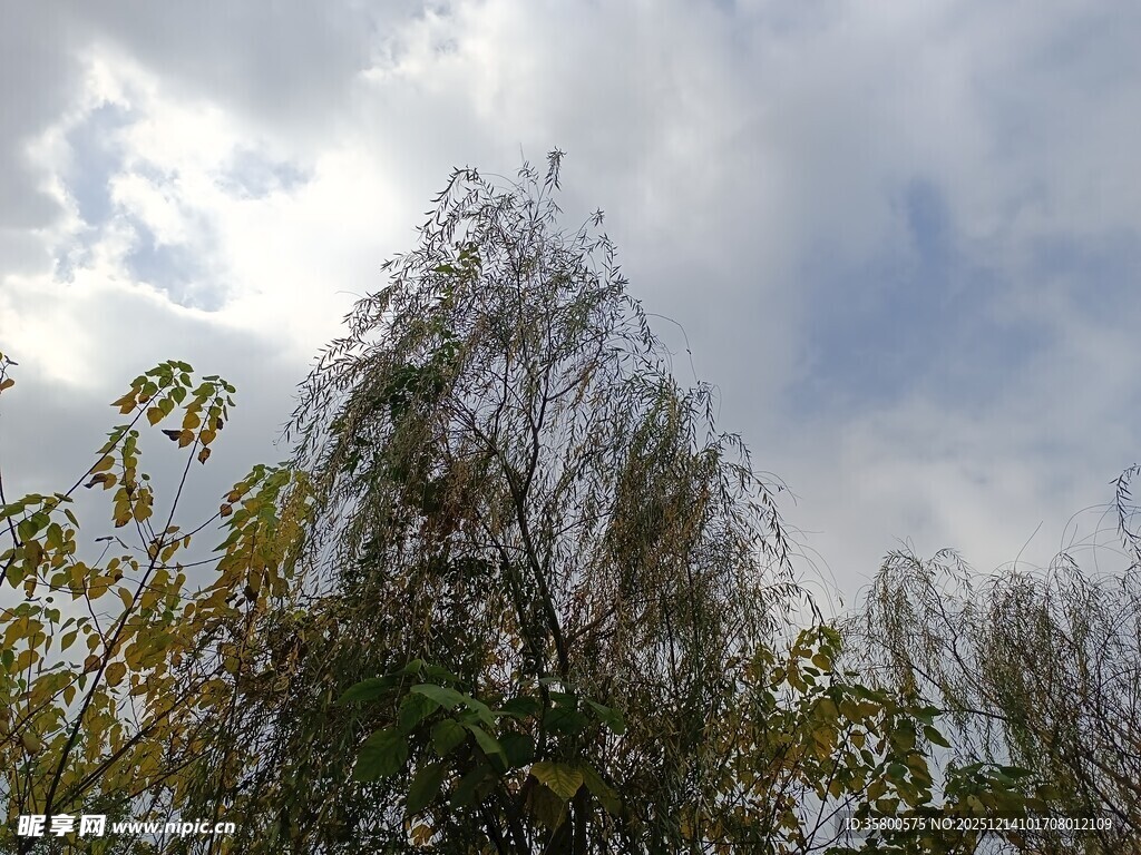 蓝天白云下的葱郁树木