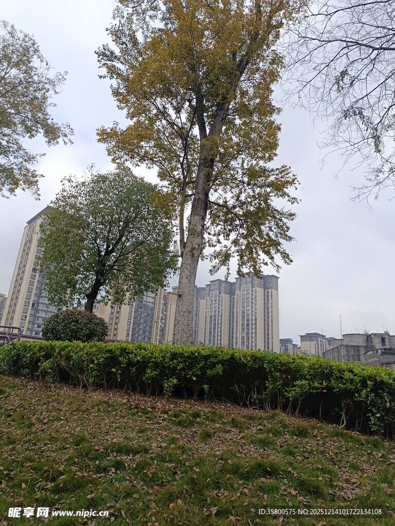 城市中的树木与绿植景观