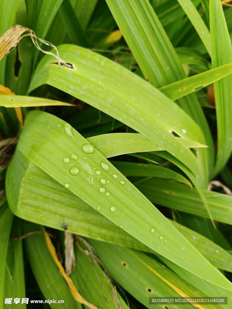 带露珠的翠绿叶片