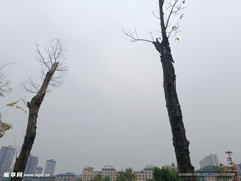 枯树挺立的城市景象