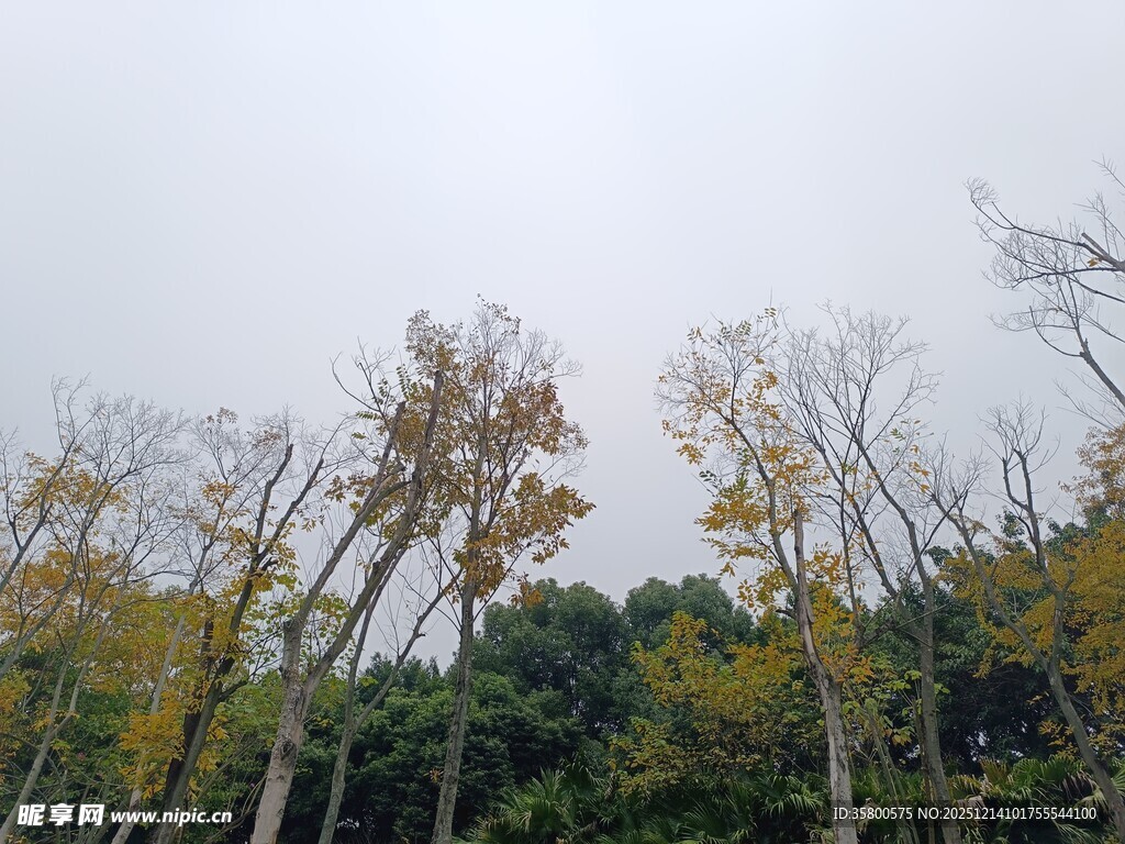 秋日山林树木景致