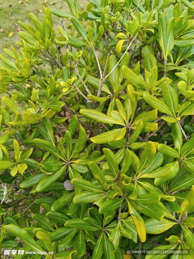 绿叶繁茂的绿色植物