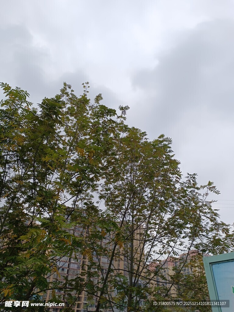 阴天中的绿树与建筑一角