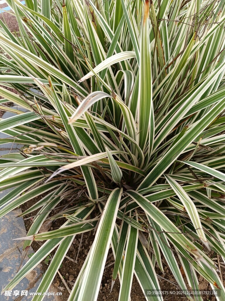 金边麦冬植物特写