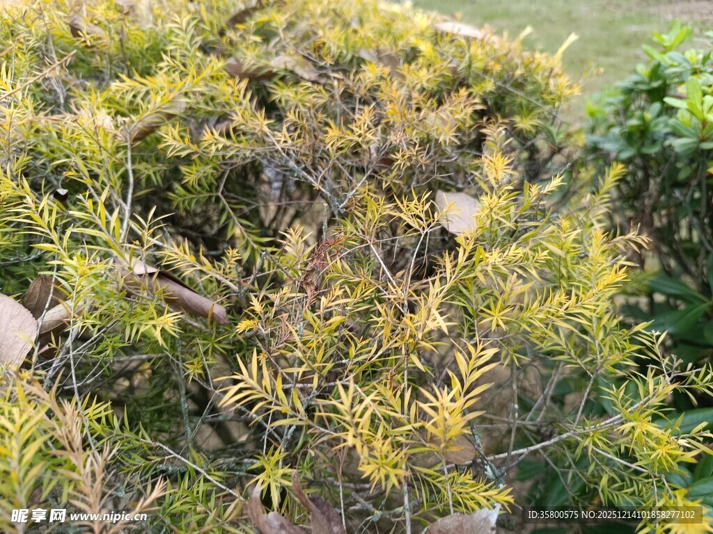 金黄枝叶的繁茂植物