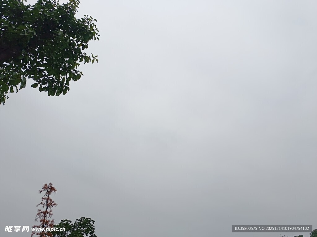 阴天中的通信塔与枝叶