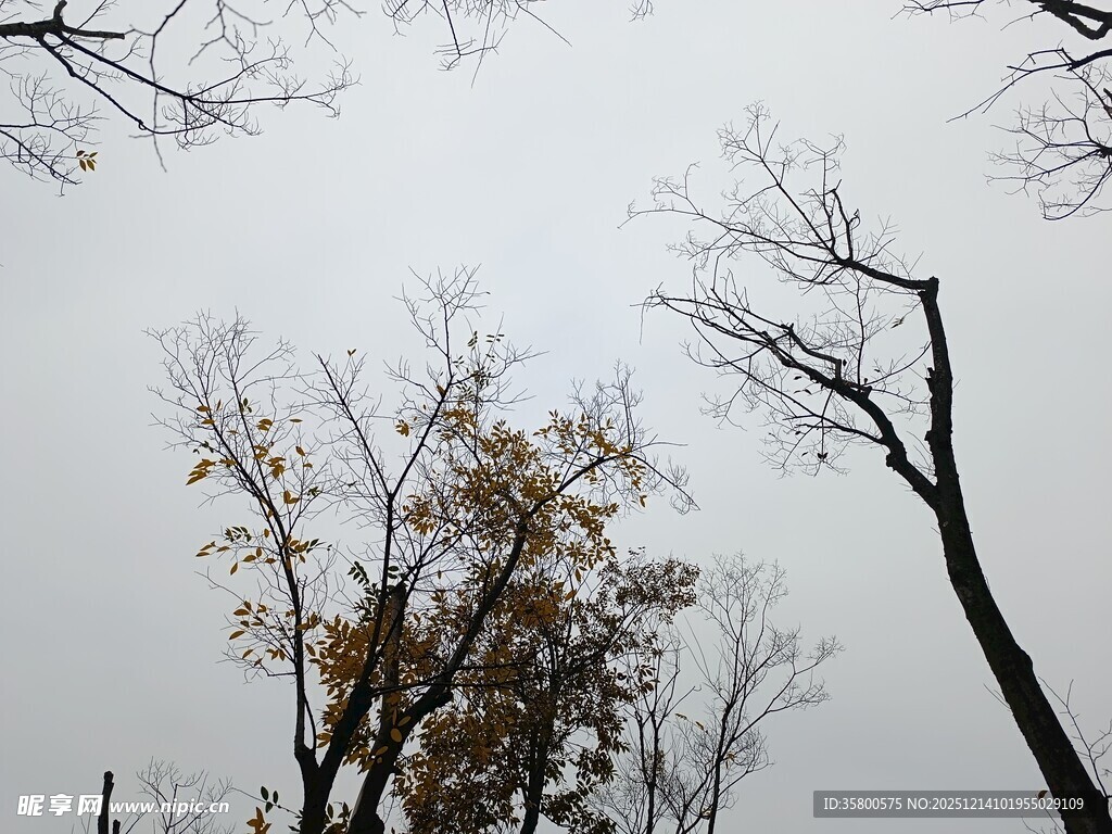 冬日枯树景象