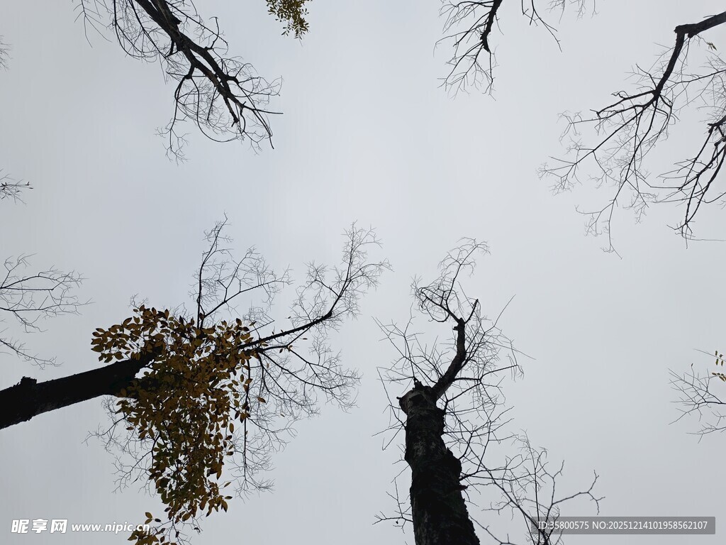仰观枯树与稀疏枝叶