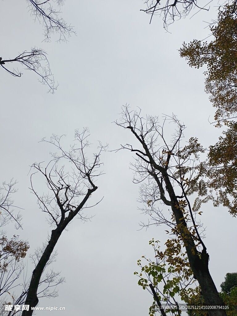仰拍枯树与天空景象