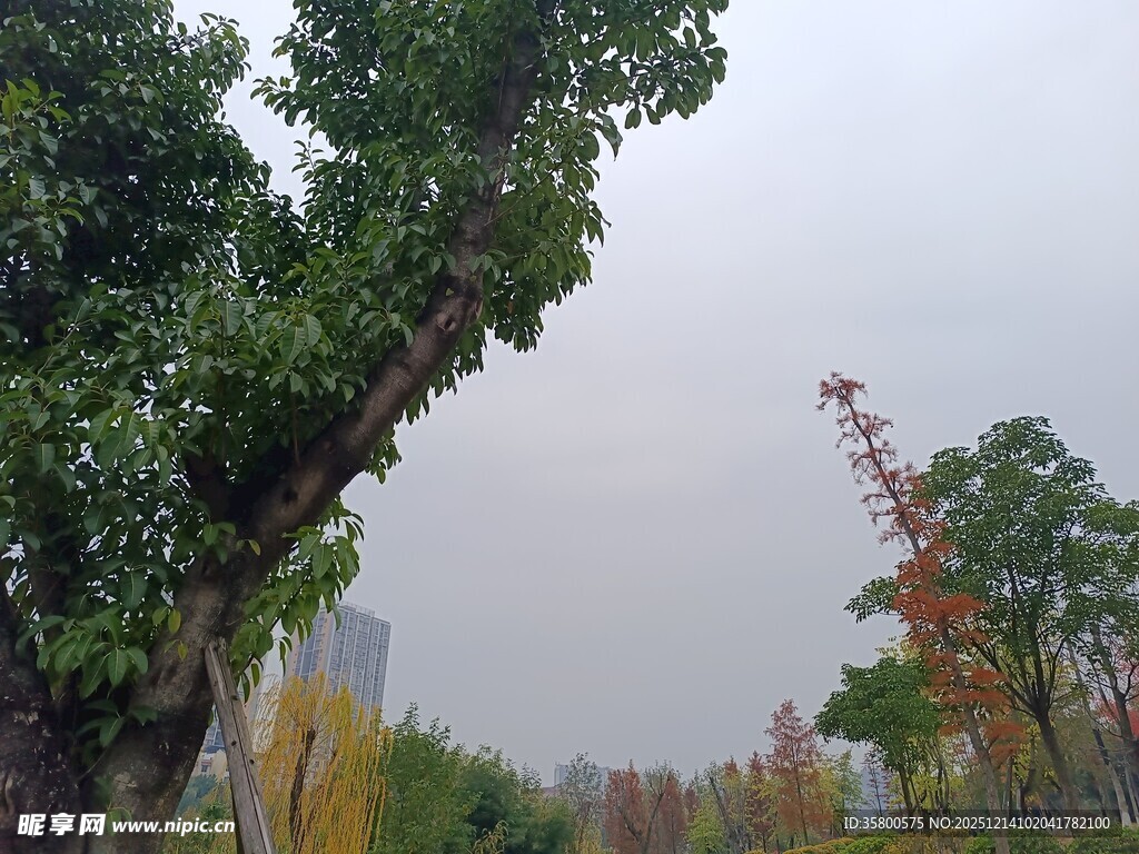 城市中葱郁树木景观