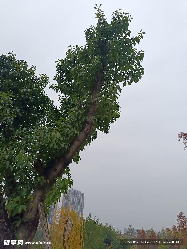 城市中造型独特的茂盛树木