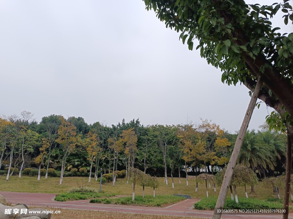 公园绿树景观