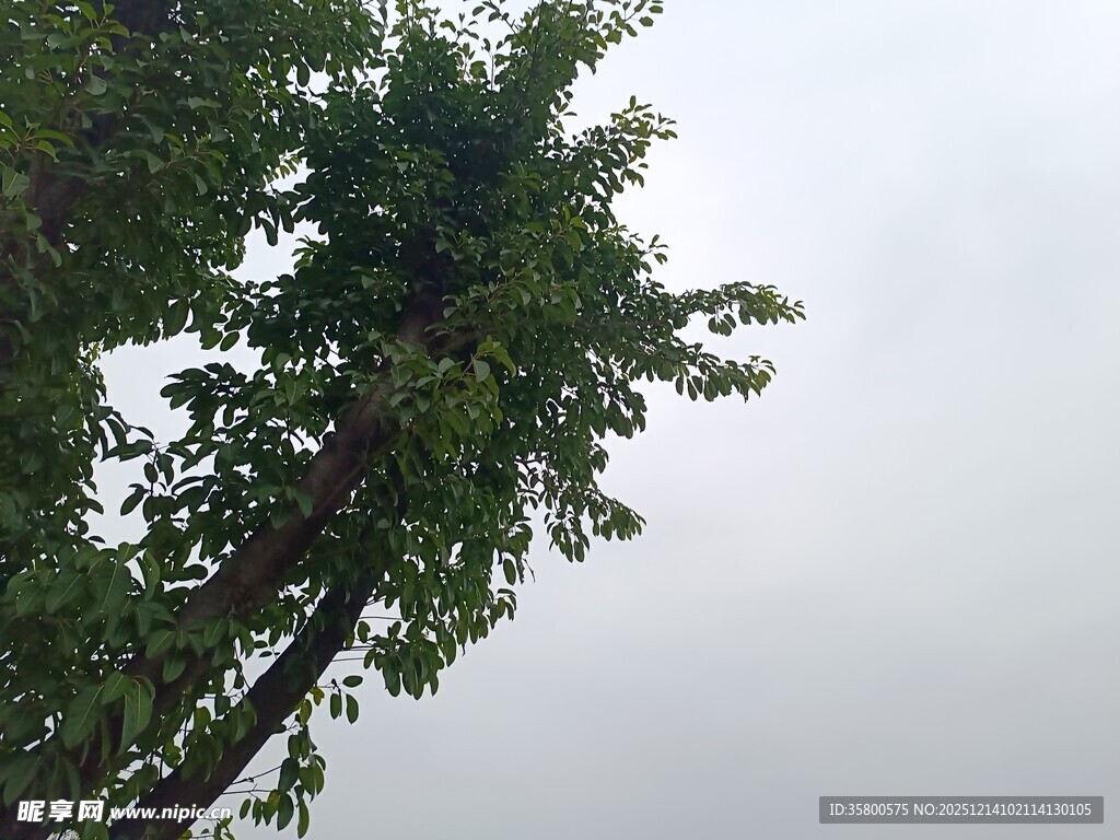 挺拔绿树映灰白天空