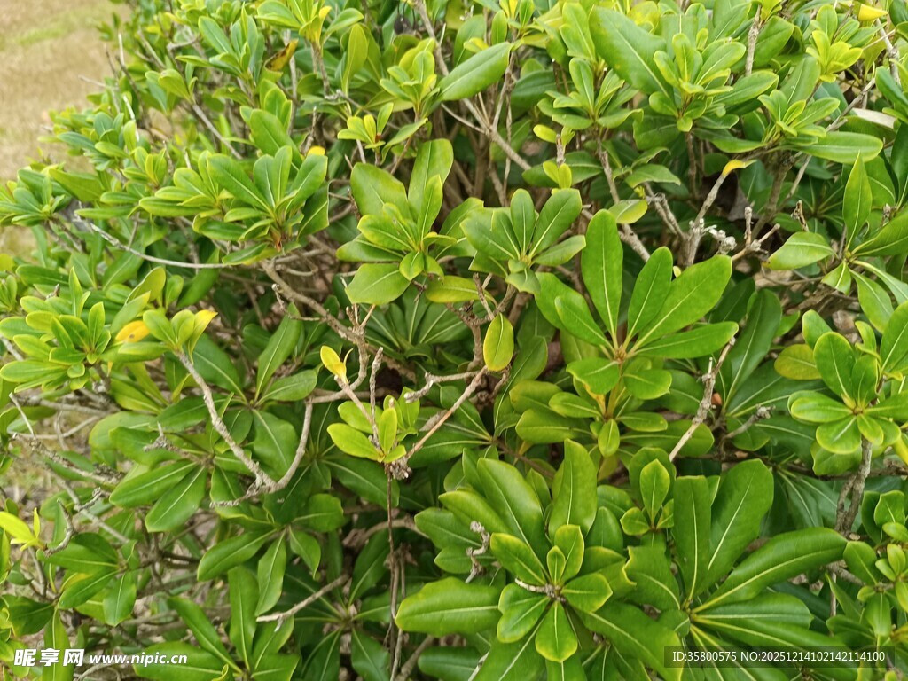 翠绿繁茂的灌木丛
