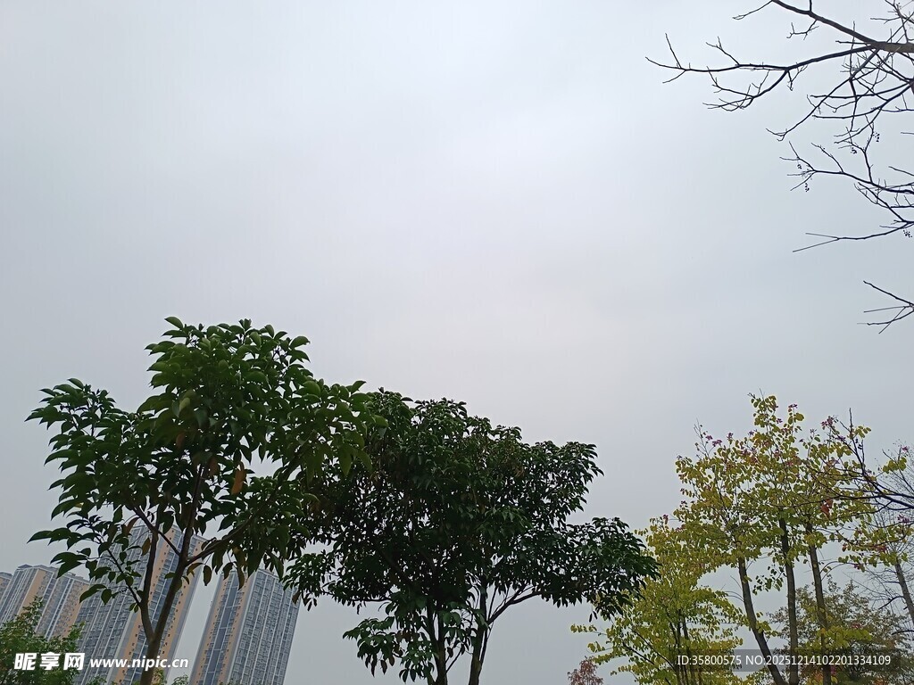 城市中的绿树与朦胧天空