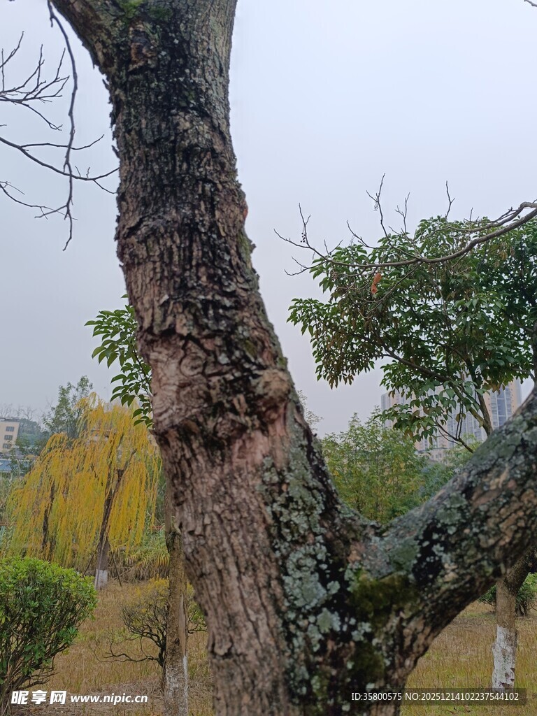 秋日园林中的斑驳树木