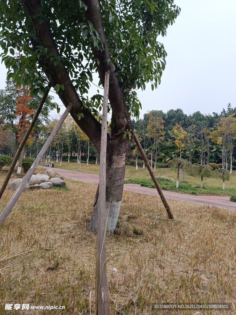 户外树木支撑与自然景观