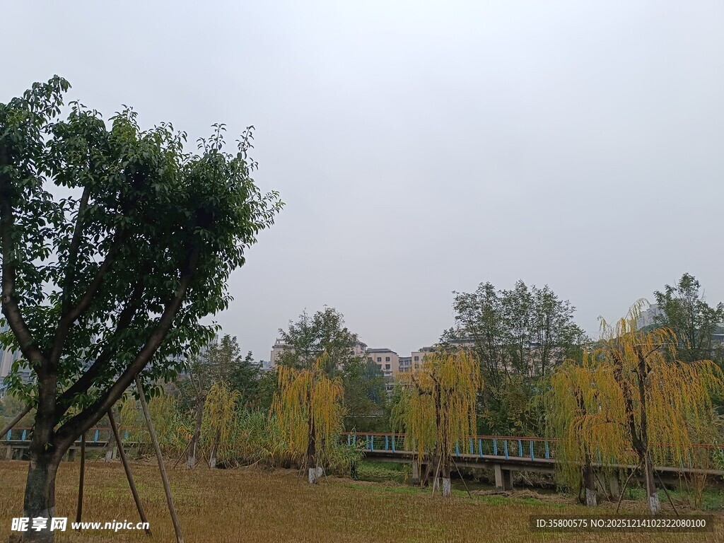 秋日郊野树林风景