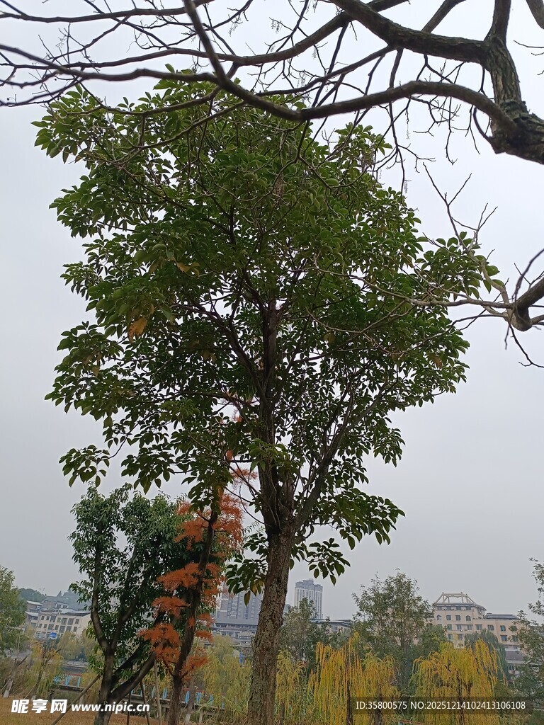 秋日树林中的树木景象