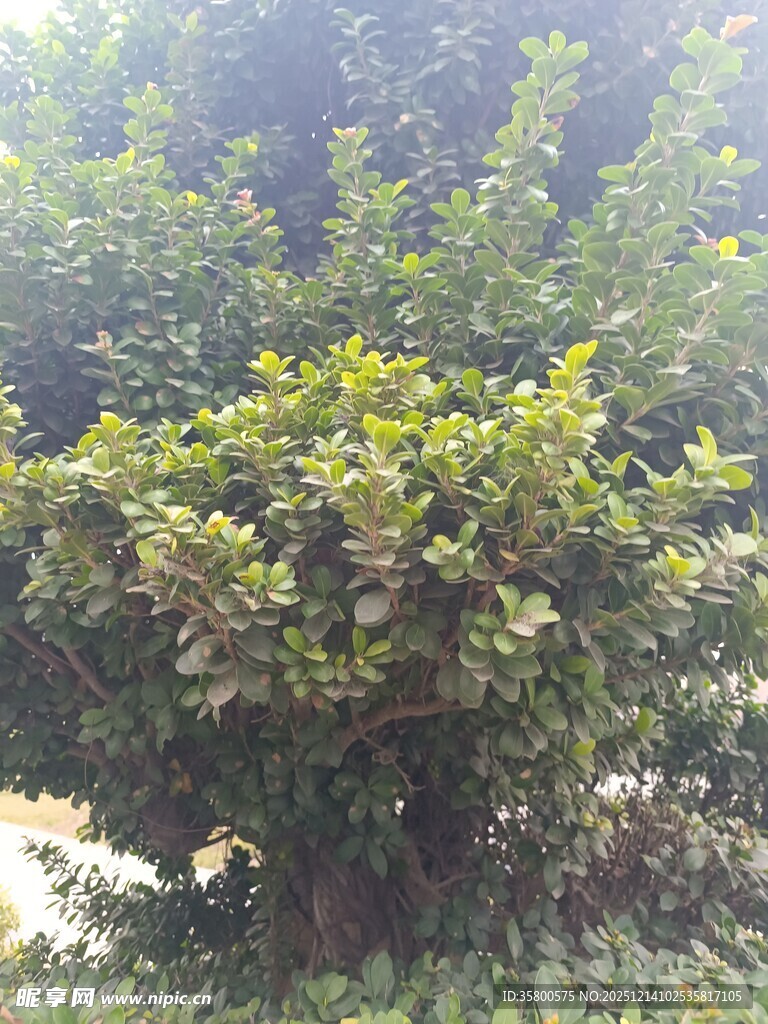 阳光下的葱郁灌木丛