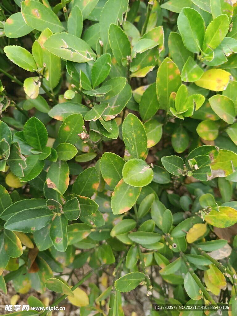 翠绿繁茂的植物叶片