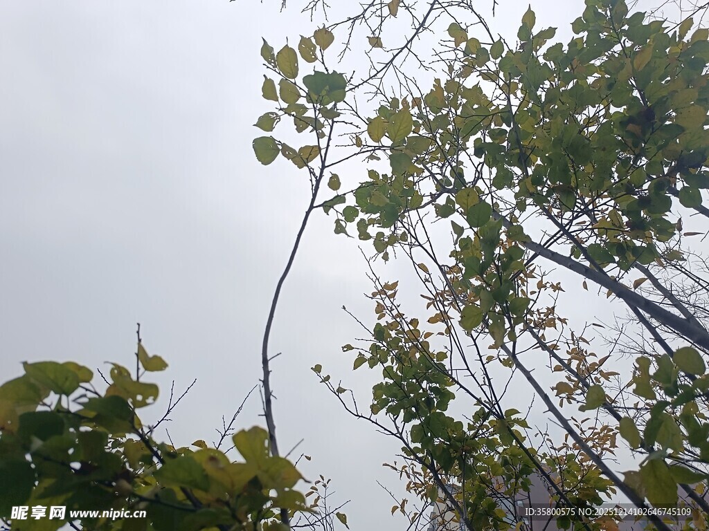 仰视视角下的繁茂绿树