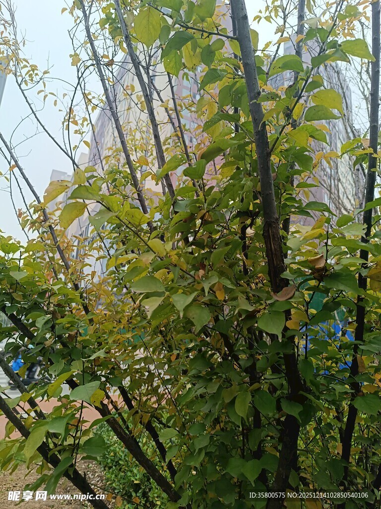 绿叶繁茂的树木景观