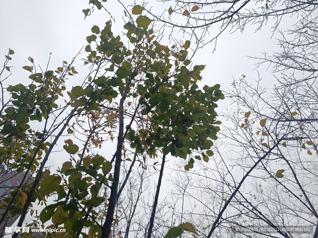 秋日树林树梢景象