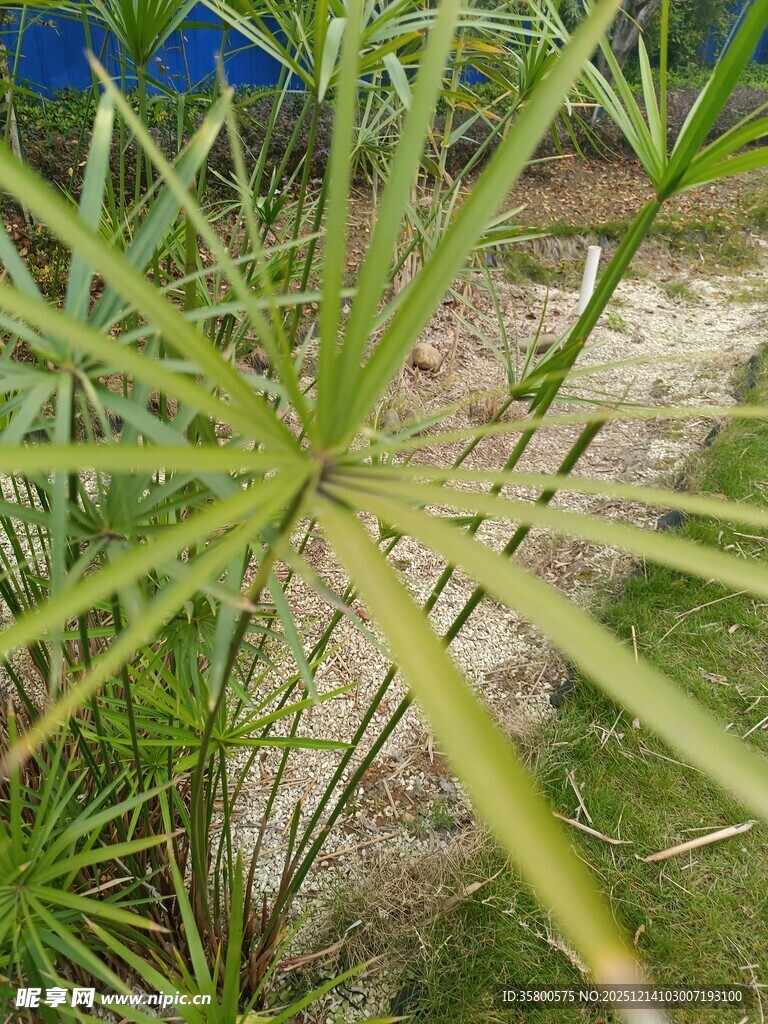 绿色伞状植物特写