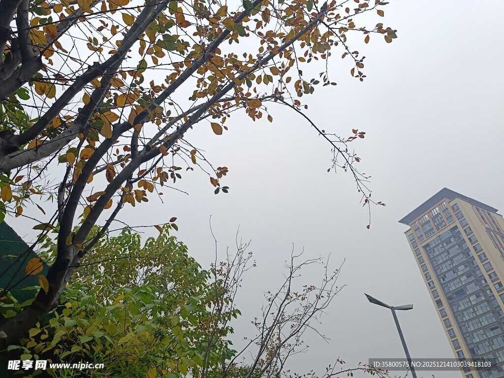 城市中树木与高楼景象