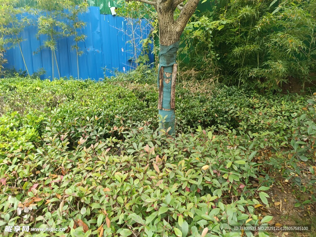 绿意盎然的植物景观