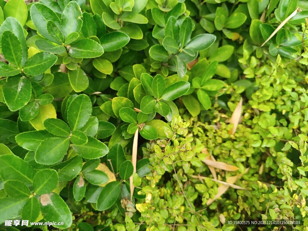 翠绿繁茂的多样植物景观