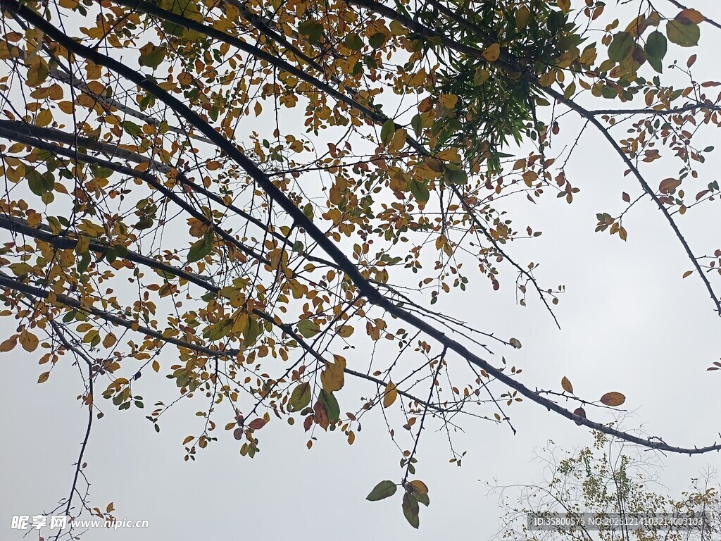 秋日树枝与斑斓树叶