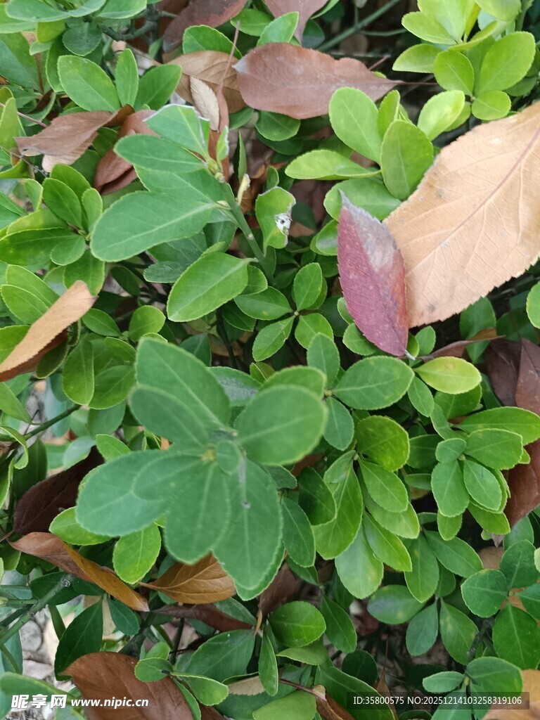 绿叶与枯叶交织的景致