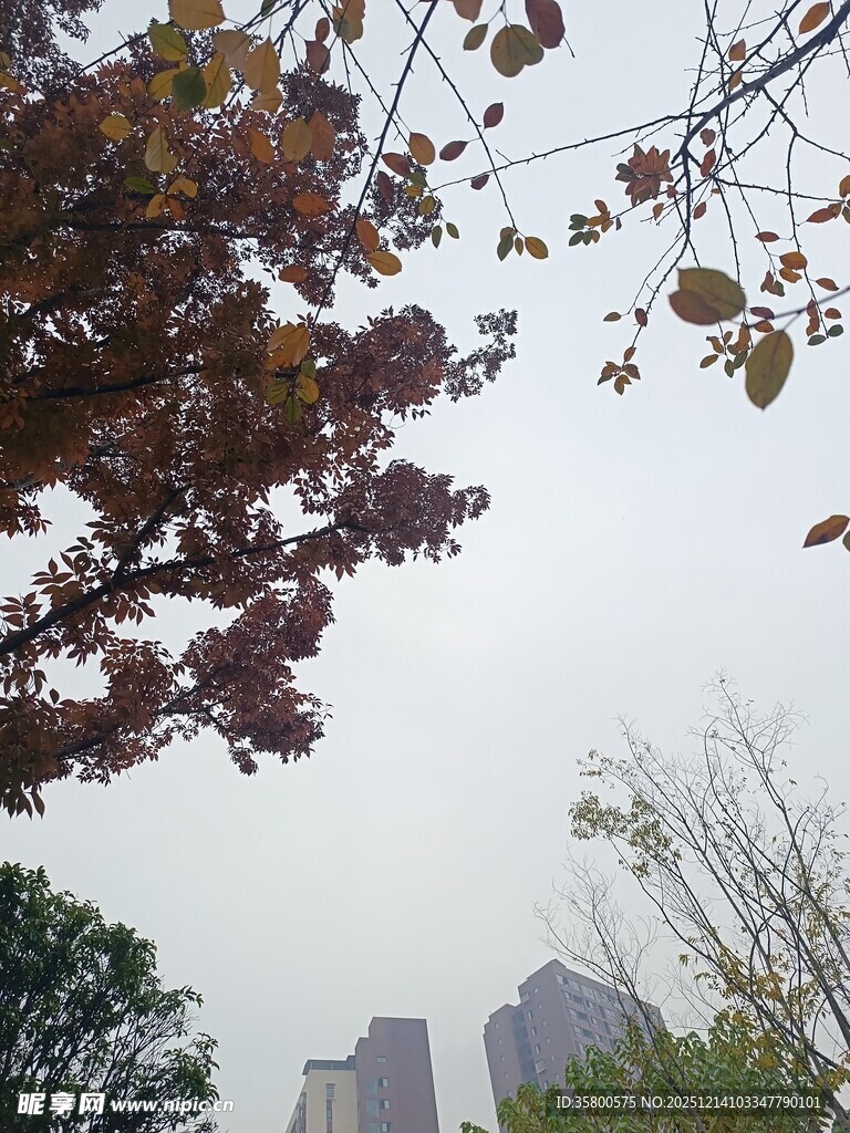 城市中枝叶繁茂的树木景观