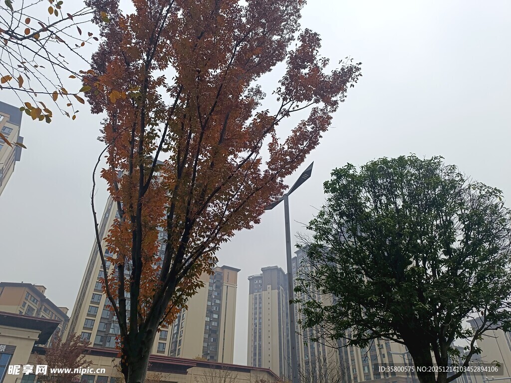 秋日城市中的树木景观