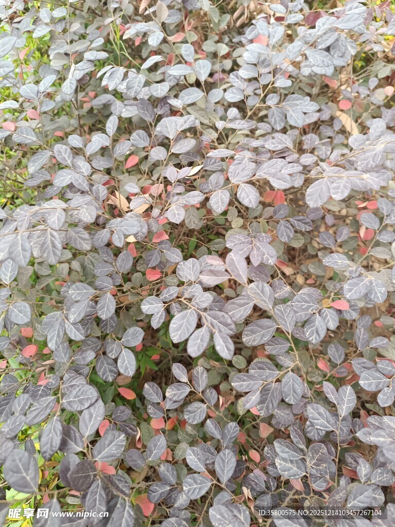 灰紫色叶片植物特写
